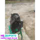 Коробка передач 5 ступка для Фольксваген Каді 2 дизель, українська мова, назва агрегату, модель, рік випуску, об'єм двигуна, паливо.