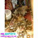 КПП 2108.2109.21099. 5-ступенева, механічна, 2000 р.в., 1.6 л, бензин.