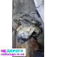 Продам МКПП на Renault clio2, symbol1