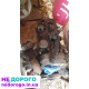 Продам мотор віто .