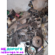 Продам по запчастям мотор Мазда Трибьют Форд/ Маверик 3.0 4×4