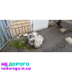 РКПП Ford Fiesta 1.6, без навесного, українською, агрегат, 2015, 1.6 л, бензин.