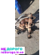 Продам Турбіну в зборі Т4 1.9,та деякі комплектуючі  двигуна