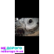 Шевроле тракс Опель Мокка. АКПП коробка передач автомат 1.4 л 850$.