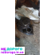 Стойка передня Ланос 99, 1.5 л, бензин.