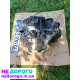 Volkswagen DRW Golf 4 1.9 TDI 6-ти ступка мкпп кпп Skoda tour