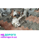 МКПП DACIA LOGAN 2008-2012 JH3 077 1,2 MPI.