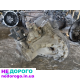Коробка передач Ford Transit 2.0 TDDI 1C1R7002AG, 2000 рік, дизель, 2.0 л.
