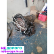 АКПП 5hp19 Volkswagen