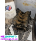 Блок двигуна 1.6dci R9M 452, випущений в Україні. Об'єм 1.6 л, дизельне паливо.