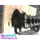 Блок двигуна Opel Z17DTH 1.7 CDTI для Meriva, Combo, Astra, Zafira. Об'єм 1.7 л, дизельне паливо, випуск 2004-2010 років.