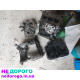 Блок двигуна Audi Q7 3.0 TDI CRCA, 2019, 3.0 л дизель.