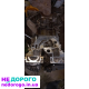 Блок, головка,поршня Пежо 307   бензин.
