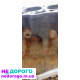 Блок мотору Ford 2.0 дизель, 2015 рік, об'єм двигуна 2.0 літра, паливо - дизель.